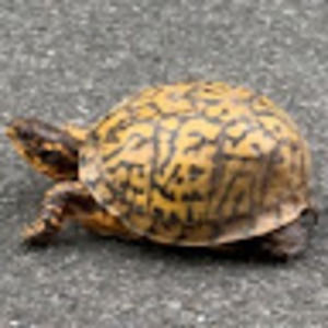 Meet your Posher, Max